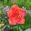 reusify